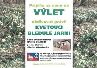 Údolí Chlébského potoka - kvetoucí bledule